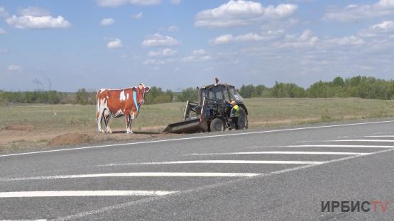 Внимание скот: макеты коров и лошадей устанавливают на трассах в Павлодарской области
